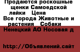 Продаются роскошные щенки Самоедской лайки › Цена ­ 40 000 - Все города Животные и растения » Собаки   . Ненецкий АО,Носовая д.
